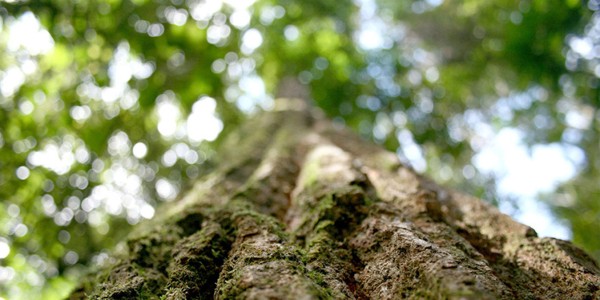 Lee más sobre el artículo Participá en la discusión de la Ley del árbol